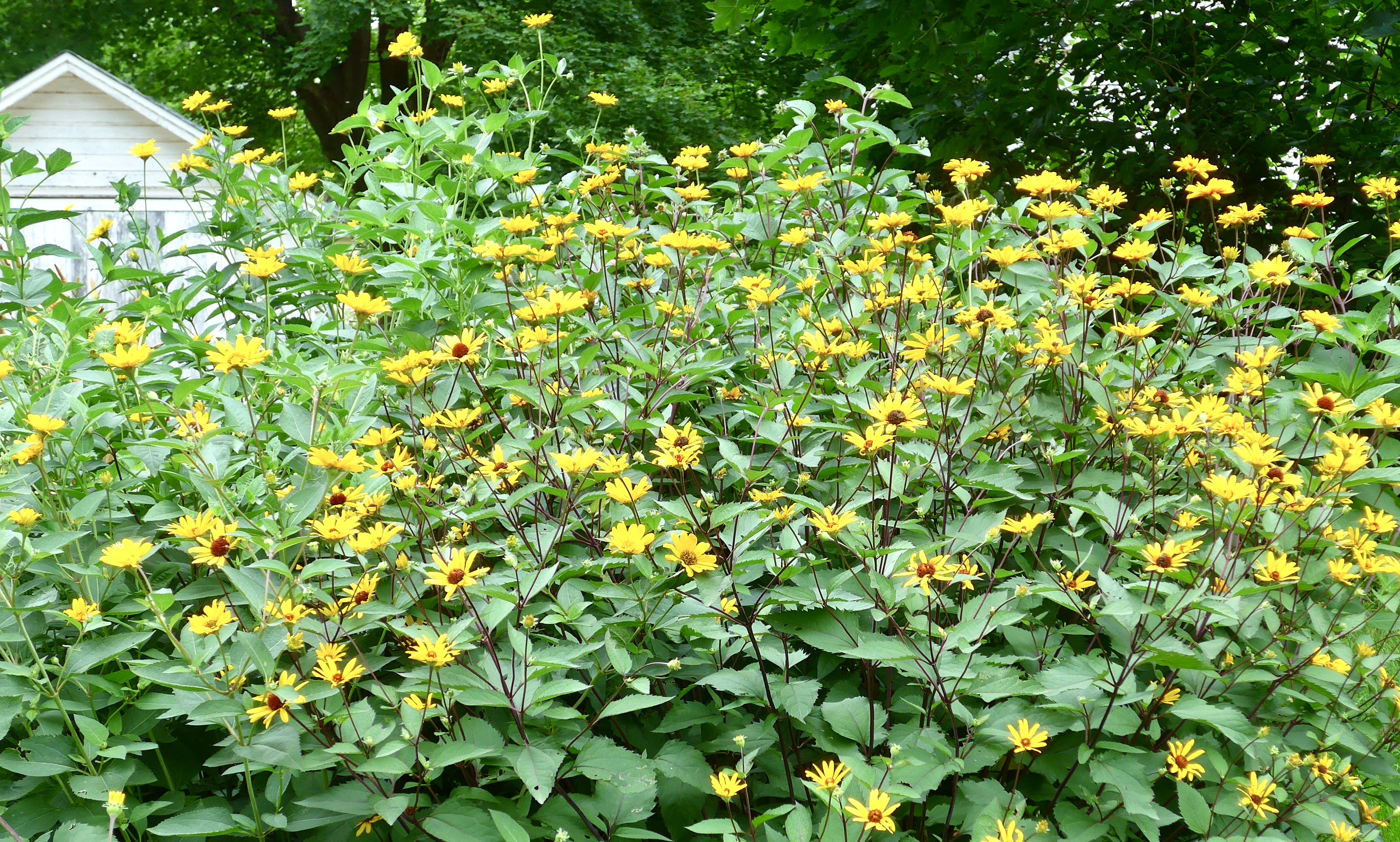 Regulated Plants Database