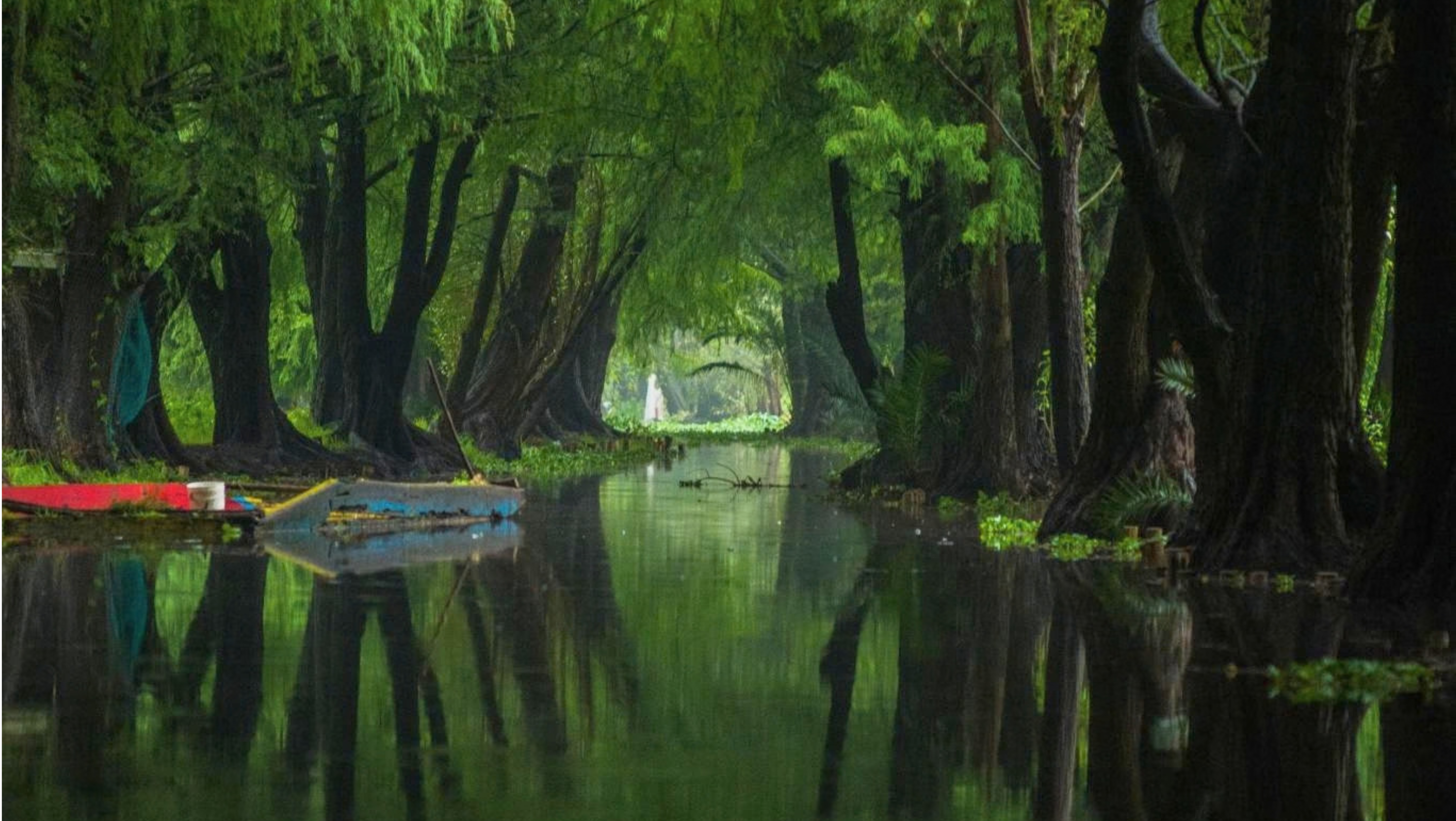 View from a canal surrounded by trees.