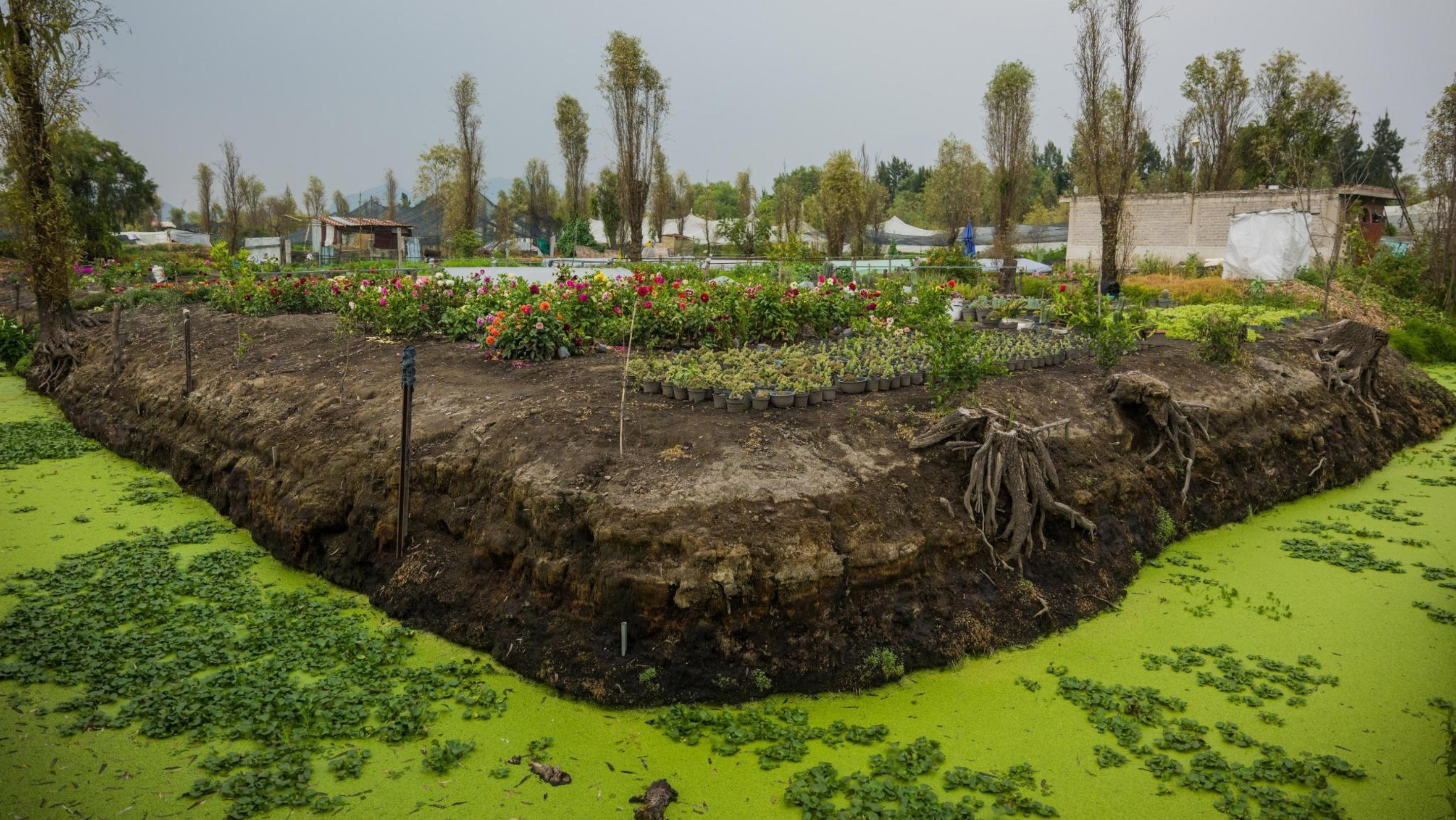 An agricultural field with vegetables and flowers amidst canals