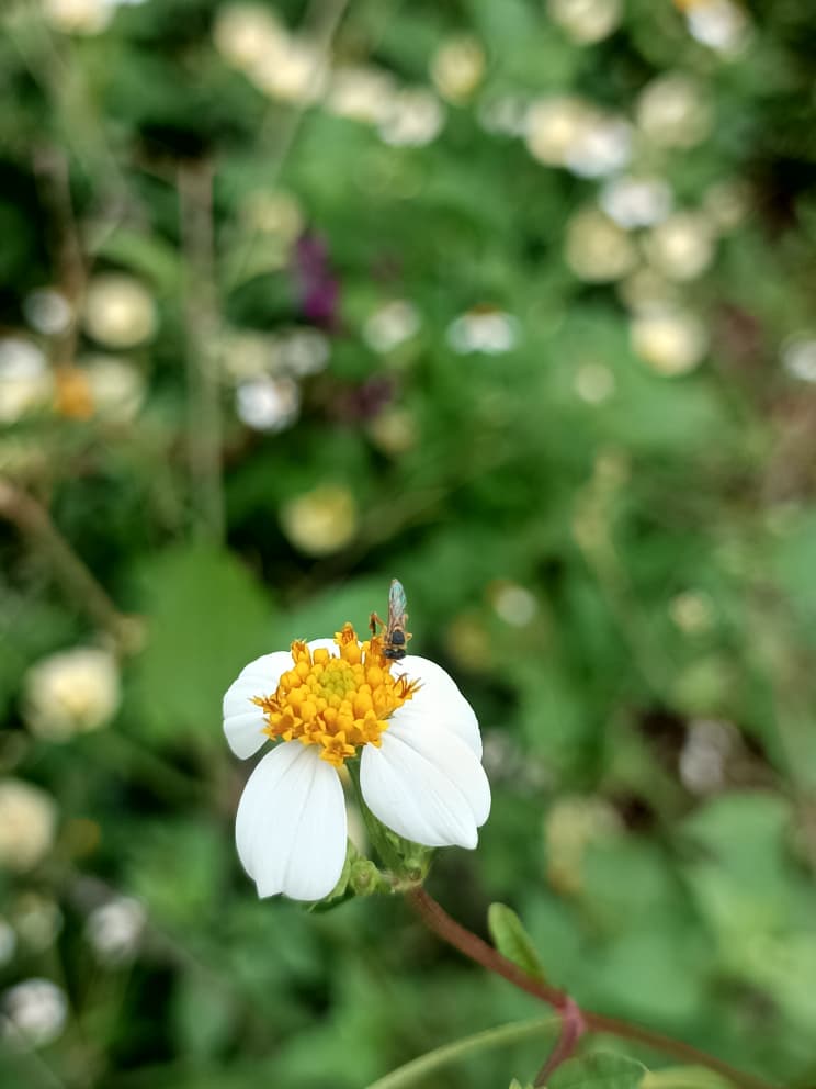 stingless bee