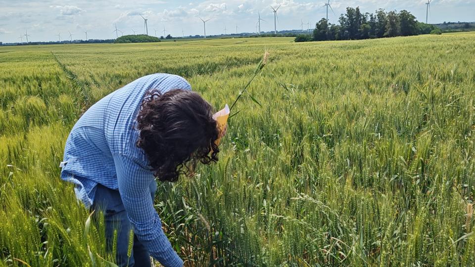 ruben olivares sampling wheat microbiomes