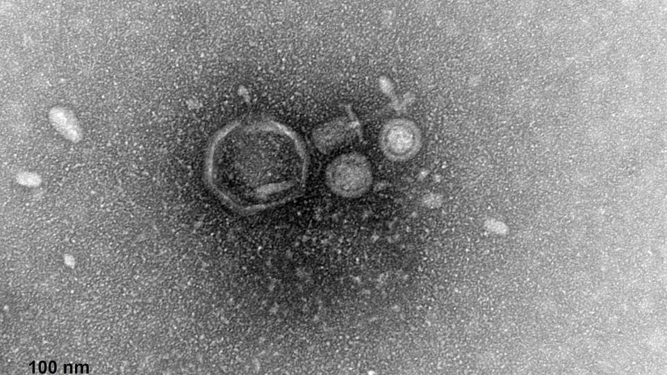 Phage victoria rodriguez