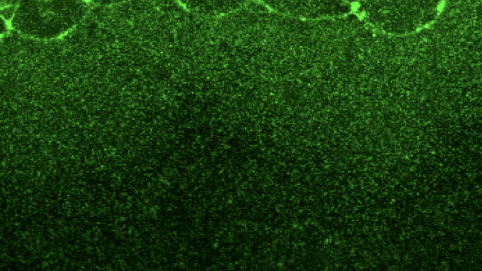 Optics results cells