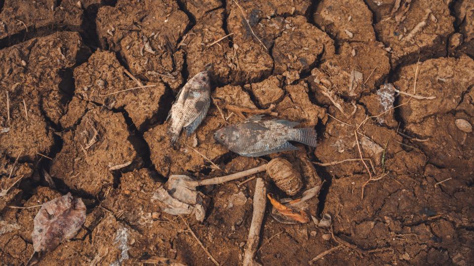 dried up lake dead fish