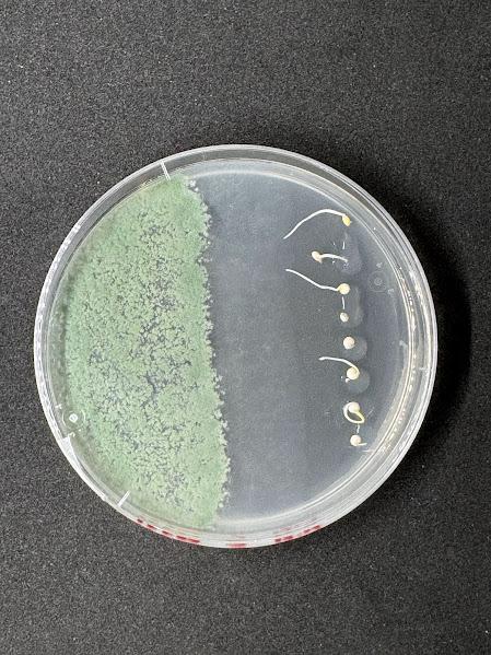 petri