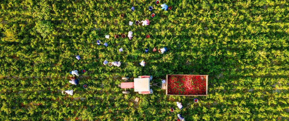 Pepper harvest in Türkiye