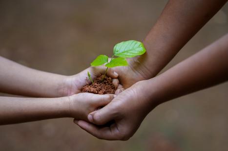 Hands holding a seedling