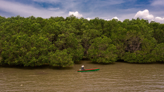 A mangrove forest