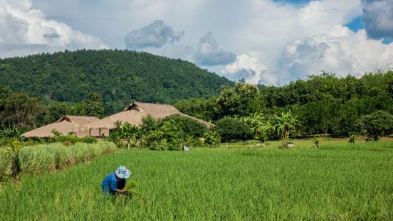 Man working on a rice field