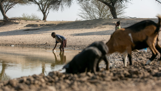 A child standing in water, filling a container, with livestock nearby