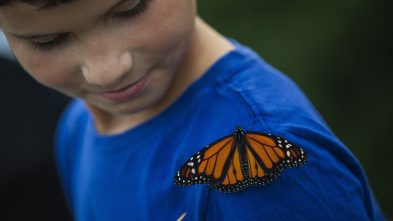 A boy wearing a blue shirt, looking at a monarch butterfly on his shoulder