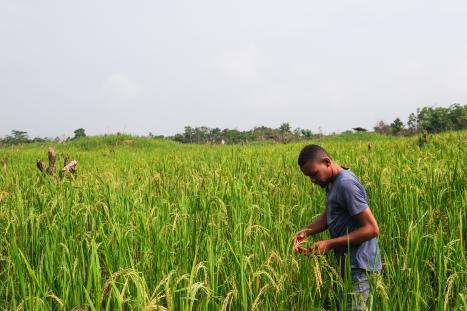 Rice field near Yangambi, Tshopo Province - DRC