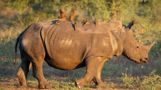 A rhino with several birds on its back