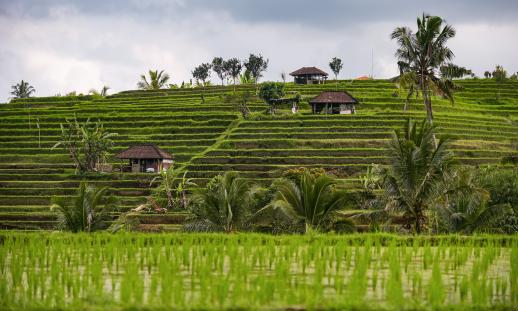 Rice terraces in Jatiluwih, Bali, Indonesia