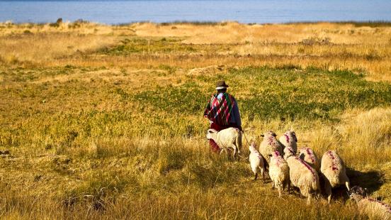 Sheep herding in Peru