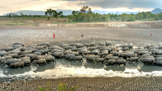 Farmers herd their cows in dirty water during a drought. 