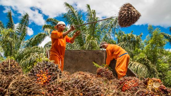 Oil palm workers in Brazil