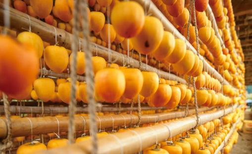 Drying persimmon fruit