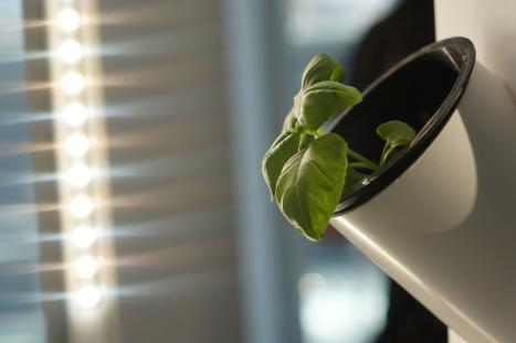 Vertical Farming