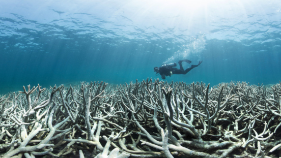 Coral bleaching on Heron Island, Great Barrier Reef, 2015