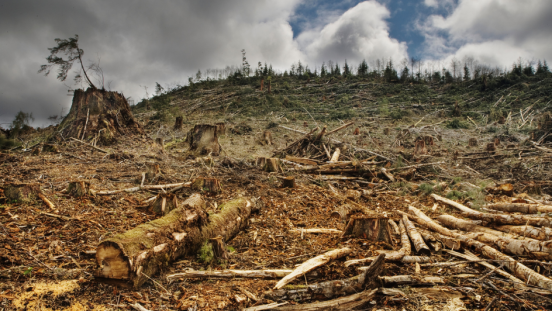 Deforested and degraded land