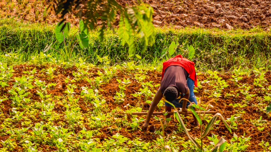 An image of a farmer transplanting