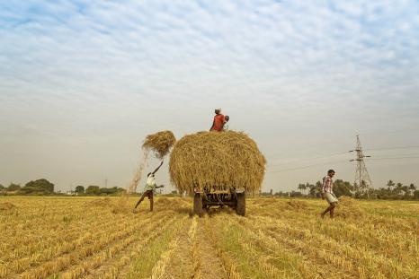 Rice harvest in India 