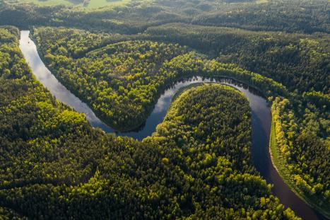 amazon forest