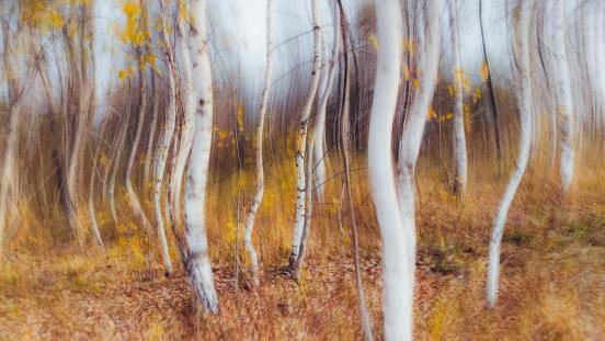 Abstract artistic image of birch tree forest