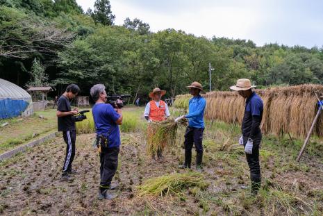UNU-IAS Experts Harvest Rice on Nippon TV Programme 
