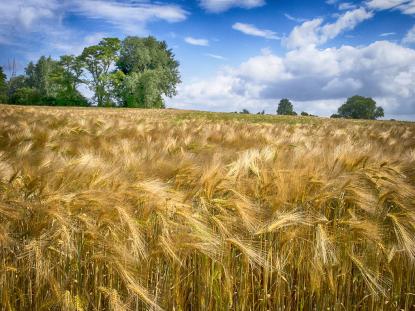 Field of golden colored barley with blue sky and clouds