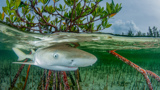 A lemon shark swims through a mangrove forest