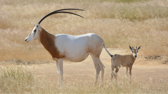 Scimitar-horned oryx with calf