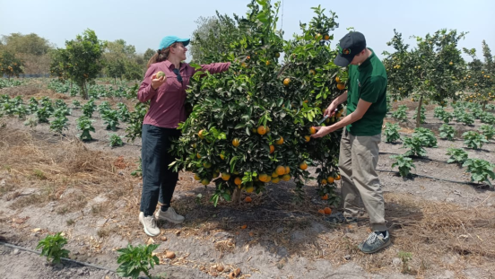 Two people pick oranges from a tree in an irrigated field.