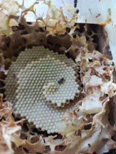 Zamurita Bee