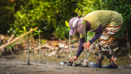 A person plants mangrove seedlings on a beach.