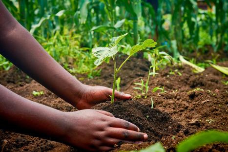A close-up view of hands gently planting a young seedling in freshly turned soil, with a lush green field and other growing plants in the background.