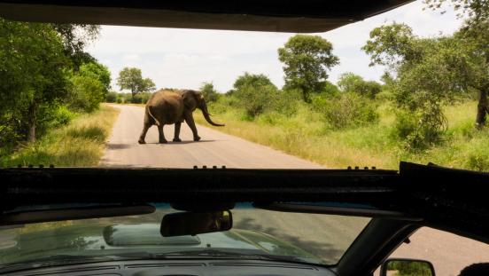An African elephant walks across a road in Kruger National Park.