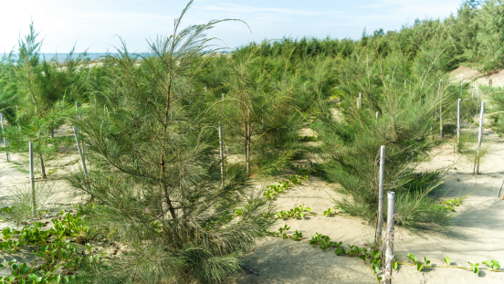 Tree seedlings in a coastal area