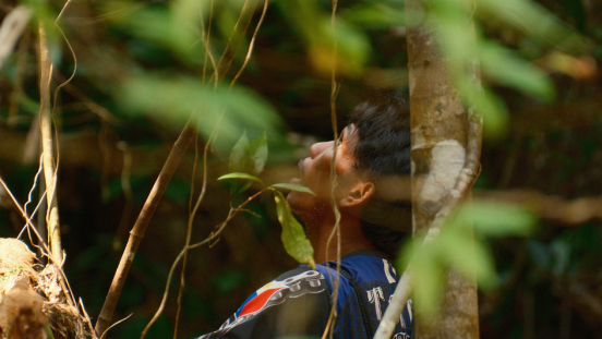A man looks up in the trees on the Philippines' Mindoro Island. 