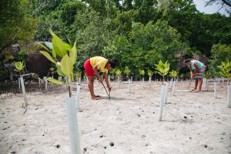 Restoring mangroves in Seychelles