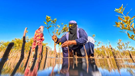 Women planting mangroves in Marsa Alam, Egypt.