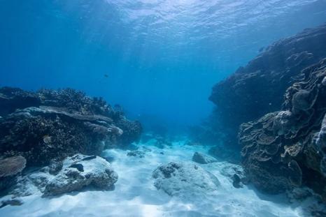 Deep sea bed