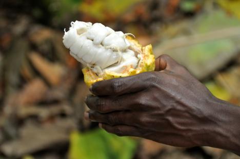 Image displays a hand holding a Ghanaian Cacoa bean.