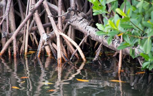 5 Facts on Mangroves