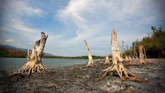 Trees Dead on Shore of Timor-Leste Lake