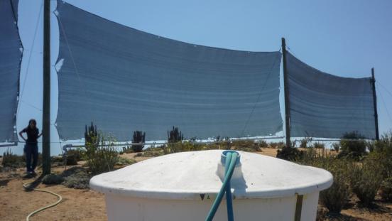 A fog harvesting facility, with screens to capture moisture from the air and a tank to keep the collected water.