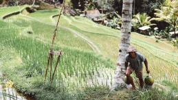 A man in rice fields