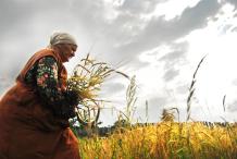 A woman collecting crops