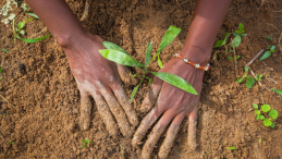 Two hands on the soil, with a plant in the middle